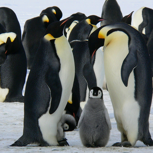 ocean cruises Flock of emperor penguins and two chicks