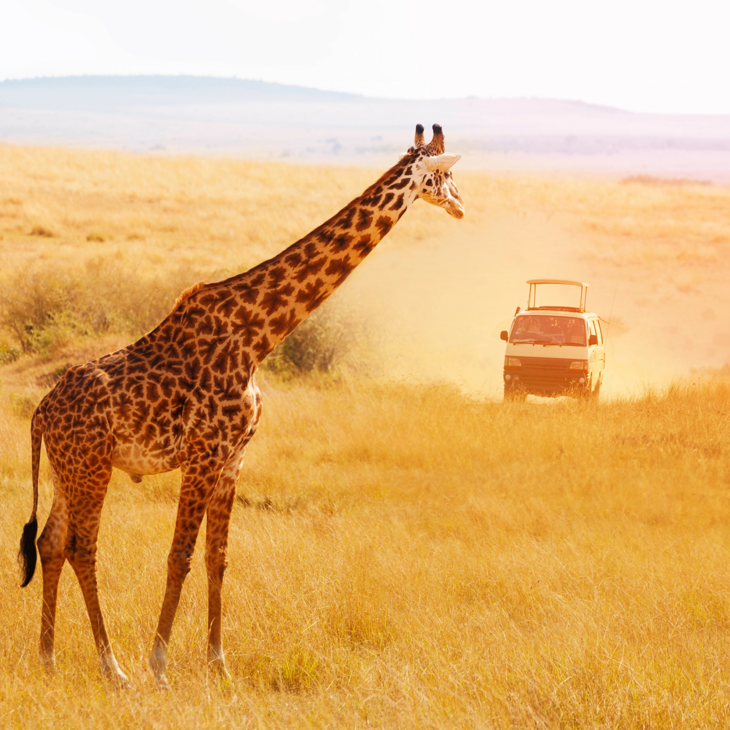 Giraffe Looking At Safari Jeep At Sunset